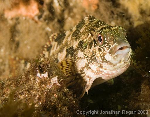 IMG_9858.jpg - Kelpfish, 28 September, 2008