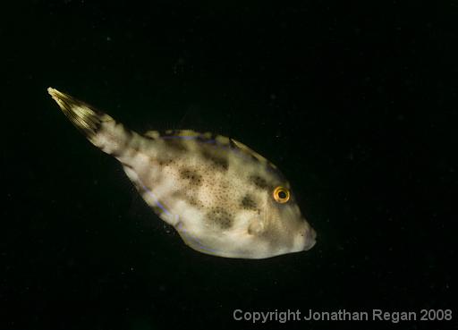 IMG_9878.jpg - Six Spine Leatherjacket, 28 September, 2008