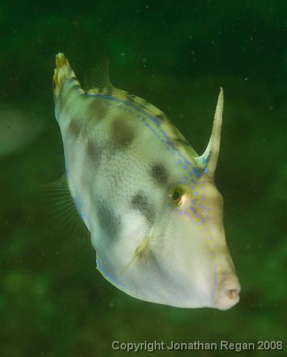 IMG_9888.jpg - Six Spine Leatherjacket, 28 September, 2008