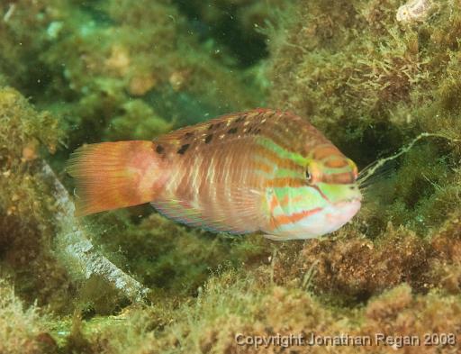 IMG_9906.jpg - Gunther's Wrasse, 28 September, 2008