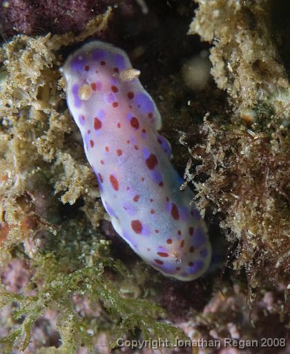 IMG_0026.jpg - Thompson's Chromodoris, 9 October, 2008