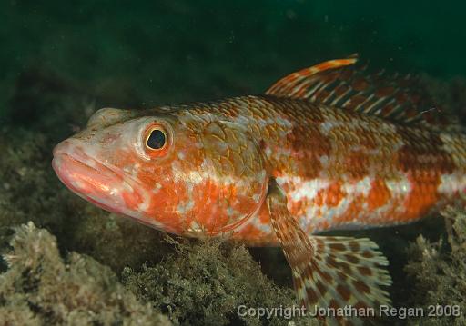 IMG_0030.jpg - Sergeant Baker, 9 October, 2008