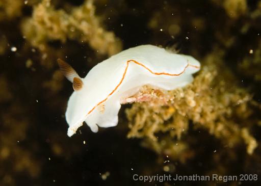 IMG_0048.jpg - Angas's Glossodoris, 9 October, 2008