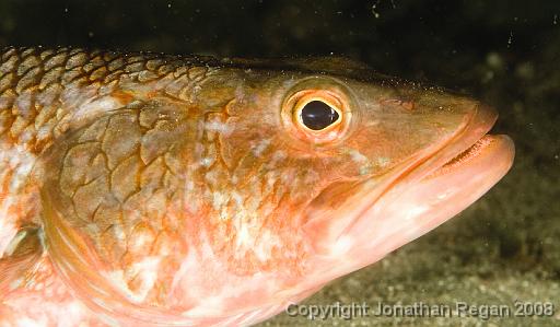 IMG_9975.jpg - Sergeant Baker, 9 October, 2008