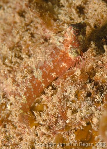 IMG_9985.jpg - Ring Scale Triplefin, 9 October, 2008