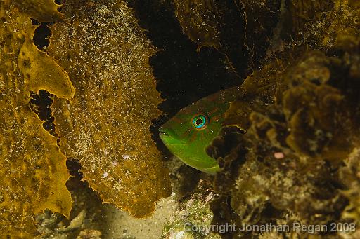 IMG_9988.jpg - Senator Wrasse, 9 October, 2008