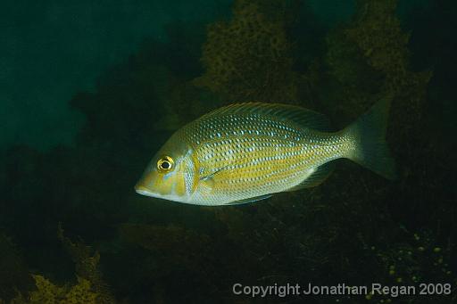 IMG_9990.jpg - Blue Morwong, 9 October, 2008