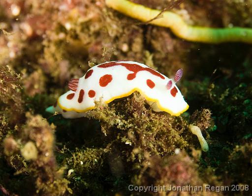 IMG_0184.jpg - Splendid Chromodoris, 18 October, 2008. Magic Point.