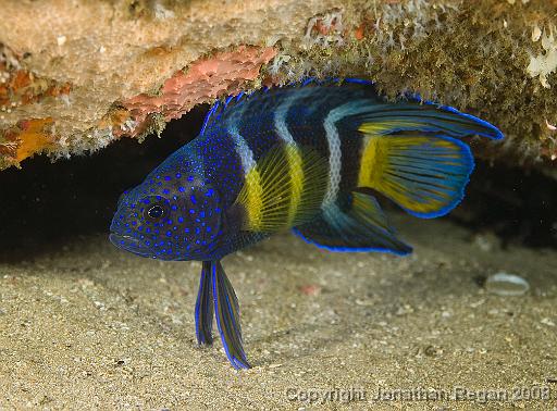 IMG_0193.jpg - Eastern Blue Devilfish, 18 October, 2008. Magic Point.