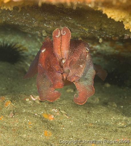 IMG_0202.jpg - Giant Cuttlefish, 18 October, 2008. Magic Point.