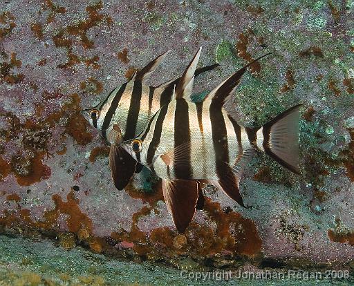 IMG_0207.jpg - A pair of Old Wifes, 18 October, 2008. Magic Point.