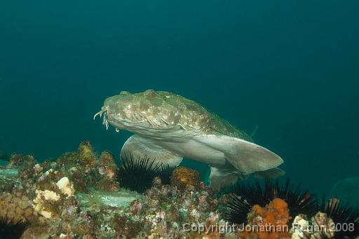 IMG_0211-Edit.jpg - Spotted Wobbegong, 18 October, 2008. Magic Point.
