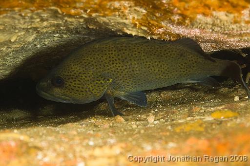 IMG_0226.jpg - Eastern Wirrah, 18 October, 2008. Magic Point.