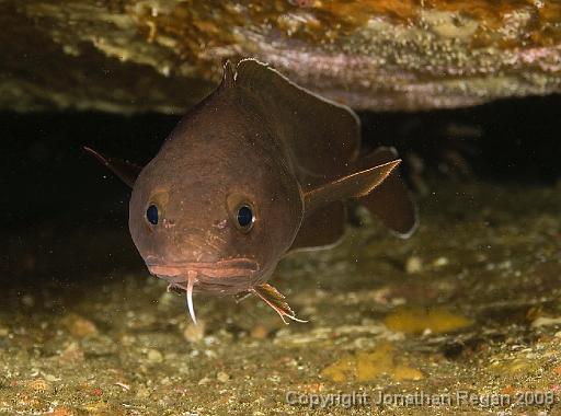 IMG_0230.jpg - Largetooth Beardie, 18 October, 2008. Magic Point.