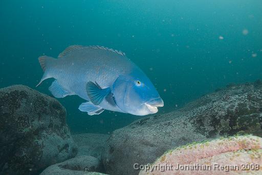 IMG_0264.jpg - Eastern Blue Groper, 18 October, 2008. Magic Point.