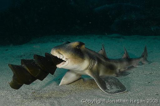 IMG_0290.jpg - Crested Horn Shark eating a Port Jackson Egg, 18 October, 2008. Magic Point.