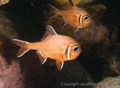 IMG_0298.jpg - Southern Roughie, 18 October, 2008. Magic Point.