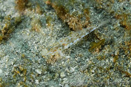 IMG_0344.jpg - Sloth Goby, 18 October, 2008. The Steps, Kurnell.