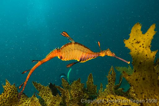 IMG_0349.jpg - Weedy Seadragon, 18 October, 2008. The Steps, Kurnell.