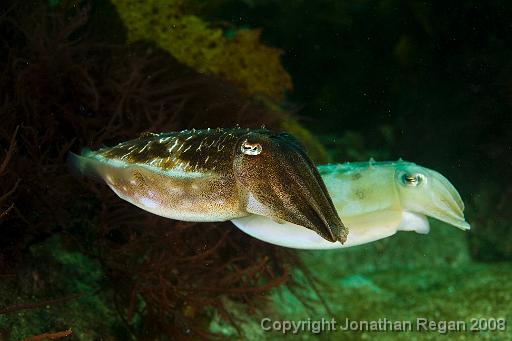 IMG_0364.jpg - A pair of Mourning Cuttlefish, 18 October, 2008. The Steps, Kurnell.