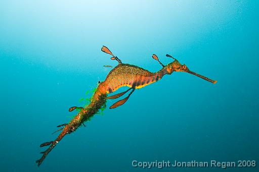 IMG_0393.jpg - Weedy Seadragon, 18 October, 2008. The Steps, Kurnell.