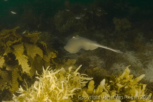 IMG_0459.jpg - Common Stingaree, Fairlight, 19 October, 2008