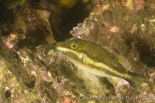 IMG_0466.jpg - Clown Toby (on steroids), Fairlight, 19 October, 2008