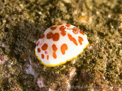 IMG_0488.jpg - Splendid Chromodoris, Fairlight, 19 October, 2008