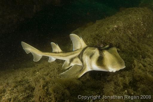 IMG_0495.jpg - Juvenile Port Jackson, Fairlight, 19 October, 2008