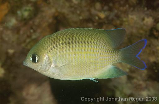 IMG_0500.jpg - Immaculate Damsel, Fairlight, 19 October, 2008