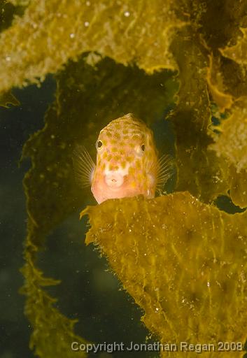 IMG_0520.jpg - Eastern Smooth Boxfish, Fairlight, 19 October, 2008