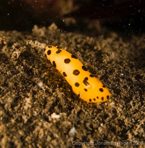 IMG_0526.jpg - Black Spot Jorunna, Fairlight, 19 October, 2008