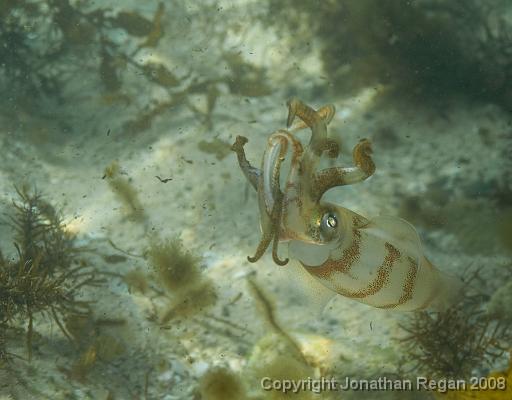 IMG_0530.jpg - Southern Calamari Squid, Fairy Bower, 19 October, 2008
