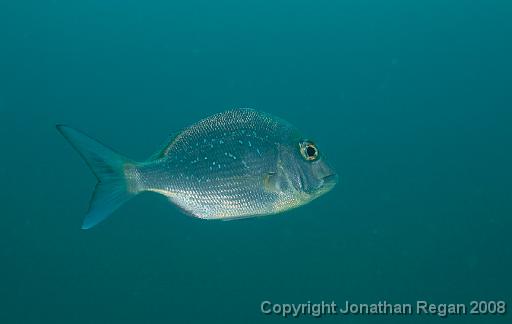 IMG_0546.jpg - Snapper, Fairy Bower, 19 October, 2008