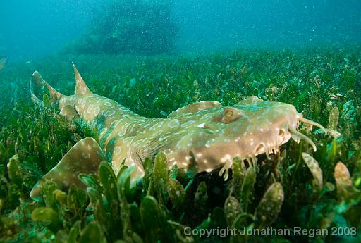 IMG_0552.jpg - Spotted Wobbegong, Shelly Beach, 19 October, 2008