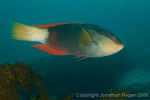 IMG_0572.jpg - Crimson Banded Wrasse, Shelly Beach, 19 October, 2008
