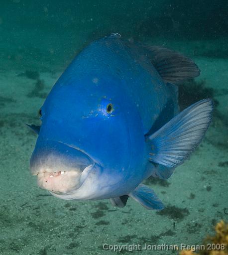 IMG_0579.jpg - Eastern Blue Groper, Shelly Beach, 19 October, 2008