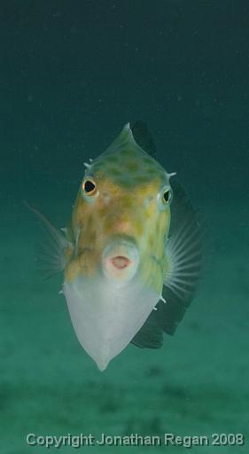 IMG_0602.jpg - Eastern Smooth Boxfish, Shelly Beach, 19 October, 2008