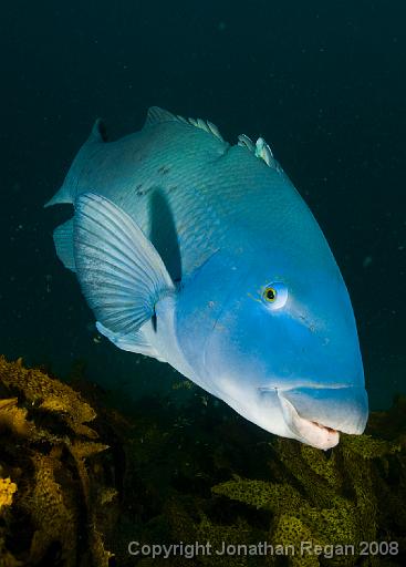 IMG_0617.jpg - Eastern Blue Groper, Shelly Beach, 19 October, 2008