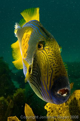 IMG_0636.jpg - Six Spine Leatherjacket, Shelly Beach, 19 October, 2008