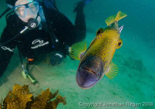 IMG_0656.jpg - Six Spine Leatherjacket (with Jane in the background), Shelly Beach, 19 October, 2008