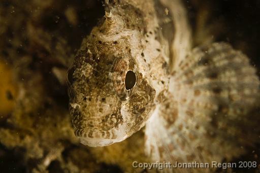 IMG_0738-Edit.jpg - Fortesque, Pipeline, Port Stephens, 24 October, 2008