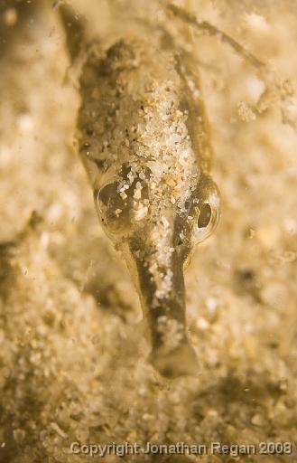 IMG_0744.jpg - Girdled Pipehorse, Pipeline, Port Stephens, 24 October, 2008