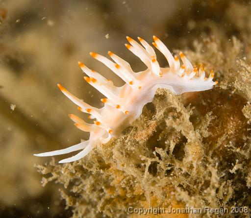 IMG_0758.jpg - Red Lined Flabellina (Flabellina rubrolineata - colour variation), Pipeline, Port Stephens, 24 October, 2008