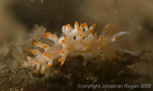 IMG_0766.jpg - Red Lined Flabellina (Flabellina rubrolineata - colour variation), Pipeline, Port Stephens, 24 October, 2008