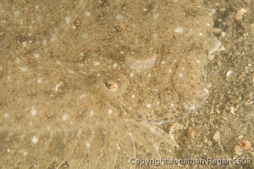 IMG_0806.jpg - Panther Flounder, Pipeline, Port Stephens, 24 October, 2008