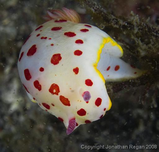 IMG_0814.jpg - Splendid Chromodoris, Pipeline, Port Stephens, 24 October, 2008