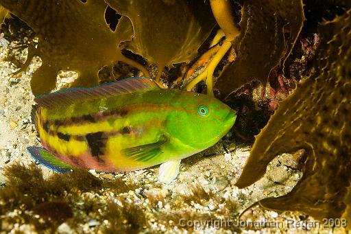 IMG_0829.jpg - Senator Wrasse, Shelly Beach, 1 November, 2008