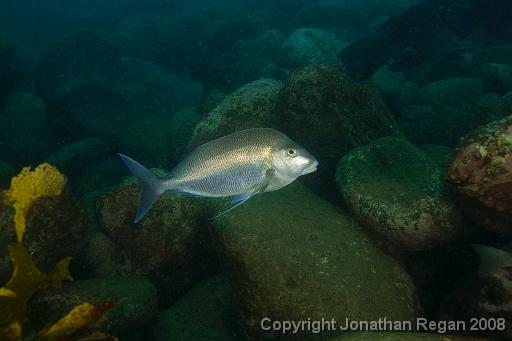 IMG_0840.jpg - Blue Morwong, Shelly Beach, 1 November, 2008