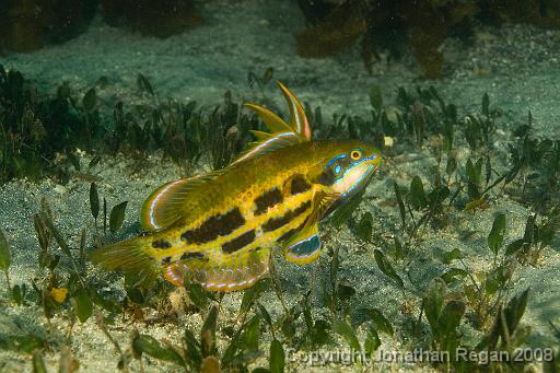 IMG_0849.jpg - Rainbow Cale, Shelly Beach, 1 November, 2008